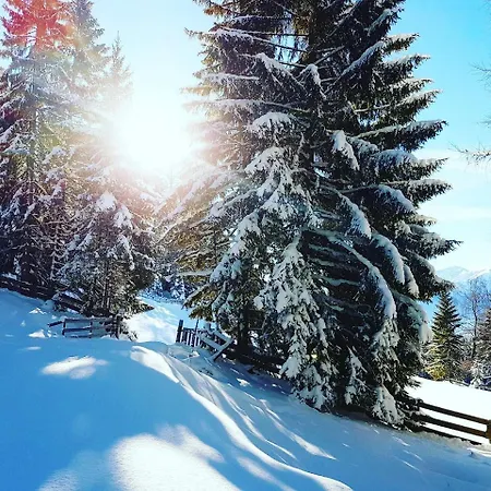 My Krinzwald * זיפלד אין טירול